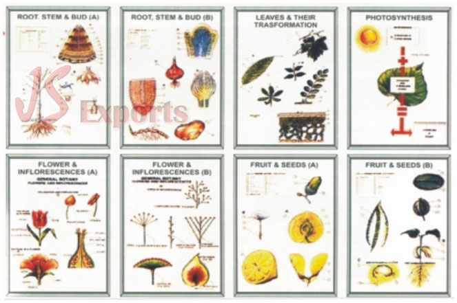 BOTANY I (Set of 8)